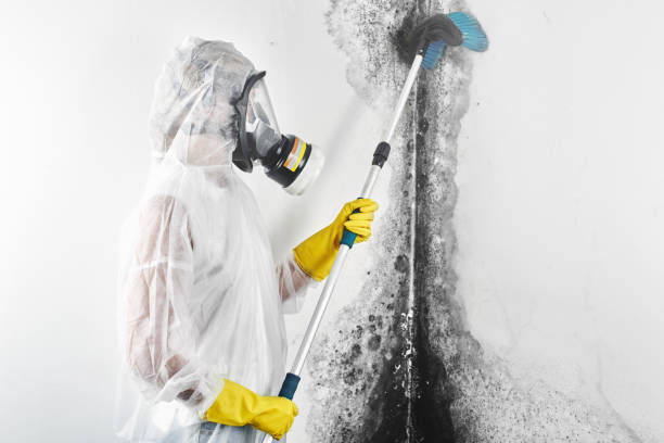 Trusted Miami Heights, OH Mold Removal Experts
