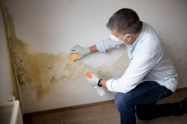 Best Mold Documentation for Insurance Claims  in Miami Heights, OH