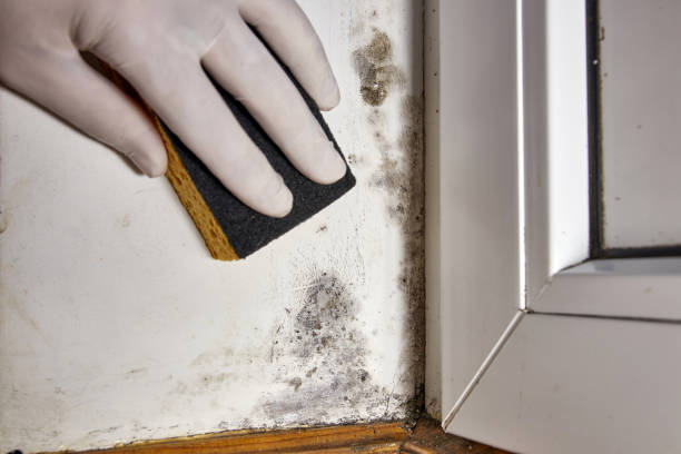 Best Mold Removal for HVAC Installations  in Miami Heights, OH